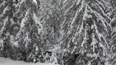 冬天，在漫天飞舞的雪花下，覆盖着厚厚的雪的云杉树